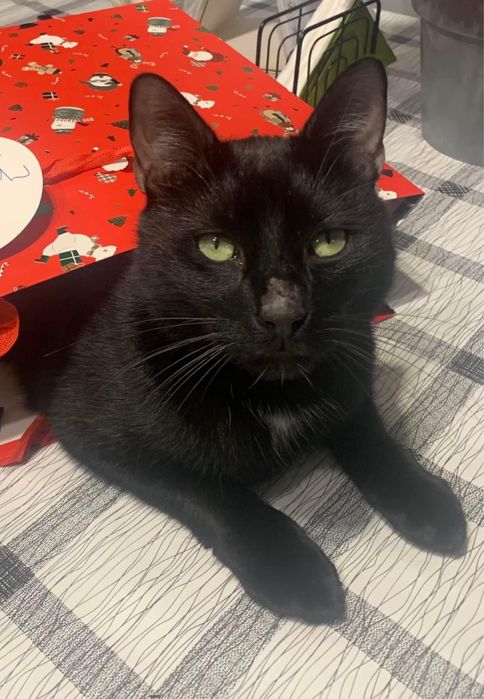 Zaginął kocurek w Katowicach!