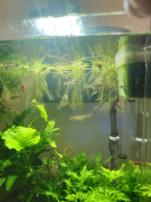 Guppy femea endler