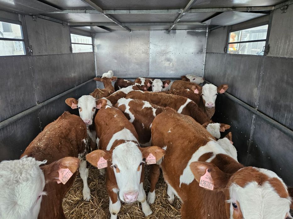 Byczki mięsne i mieszanki duży wybór