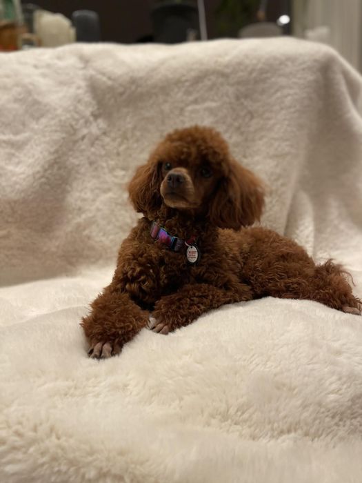 Pies pudel toy red FCI reproduktor