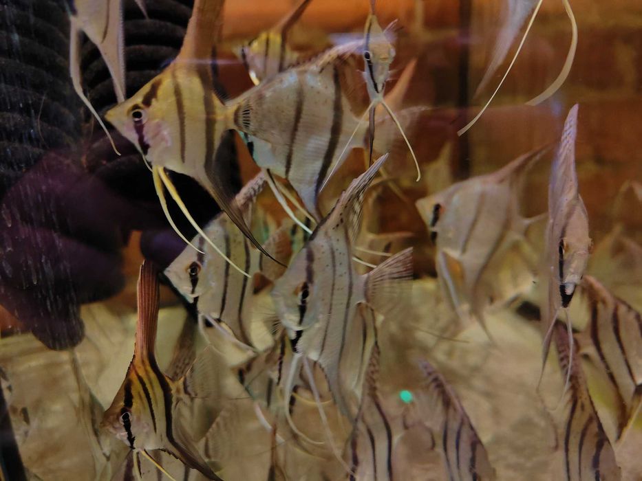 MISIEKZOO Skalary - Skalar Rio Nanay