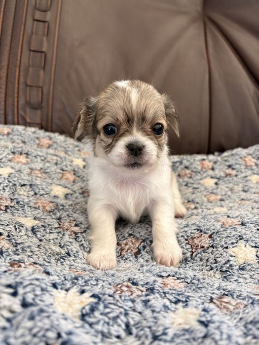 Chihuahua długowłosa – suczka, biało-łaciata.