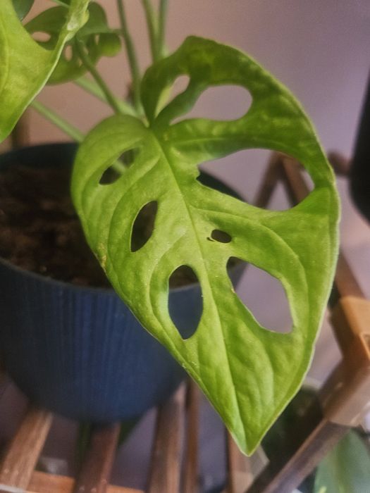 Szczepki kwiatów monstera syngonium