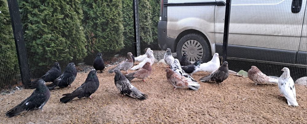 Orliki mikolajewskie nikolajewskie tarczowe