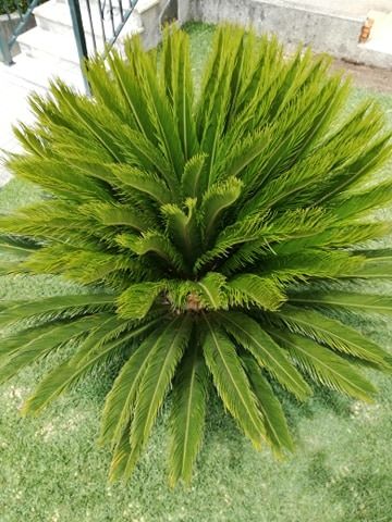 Plantas sica desde 10€