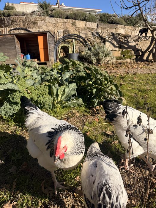 Galo sussex light para venda