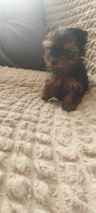 Йоркширский терьер