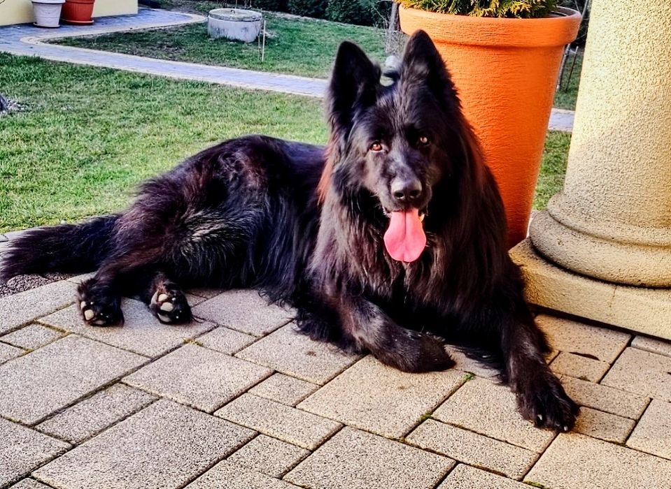 Czarne owczarki staroniemieckiego suczka