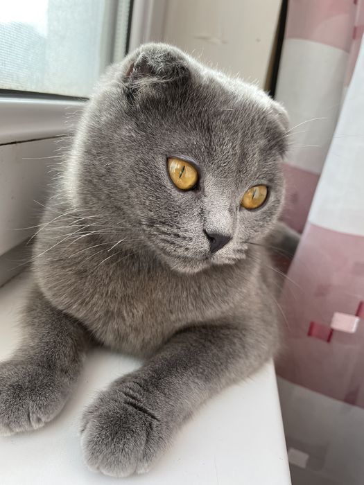 В’язка котів /Случка котов