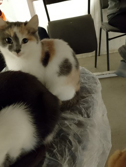 Віддам у хороші руки, дуже милі і ручні