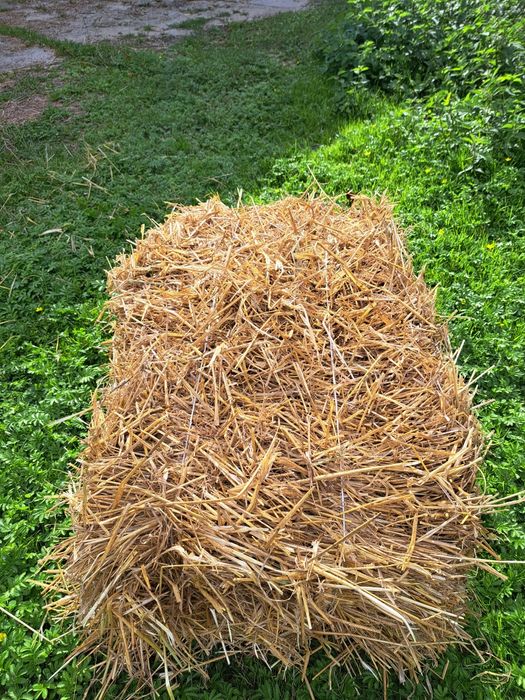 Sprzedam słomę owsianą tegoroczną