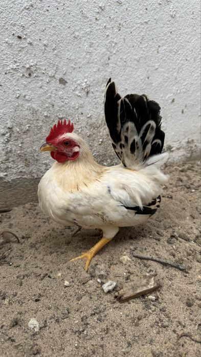 Galitos jovens seramas