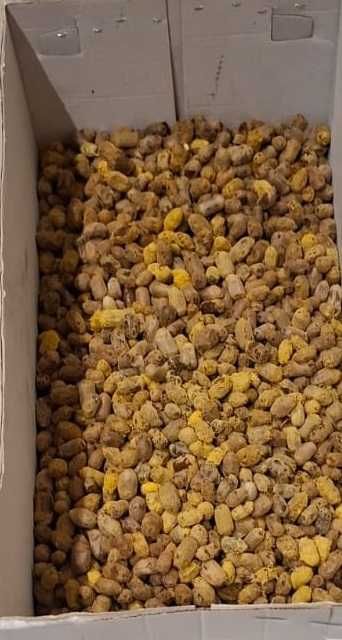 Kokony Murarka Rogata - pszczoły