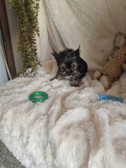 Yorkshire Terrier Macho Criadora Registada PT3088FL