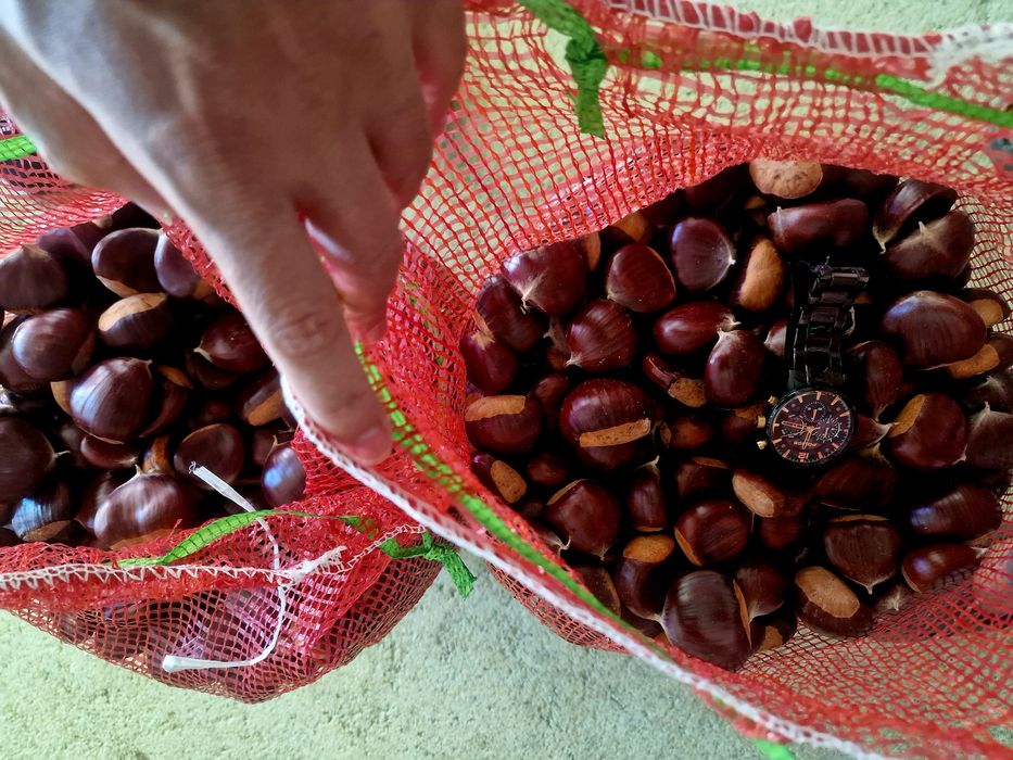 Castanhas em quantidade –Procura se comprador regular