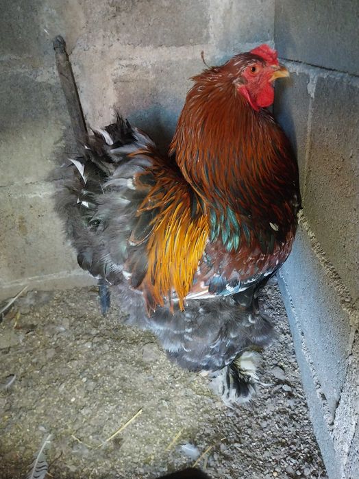 Brahma , galinhas  de várias raças e   . ovos