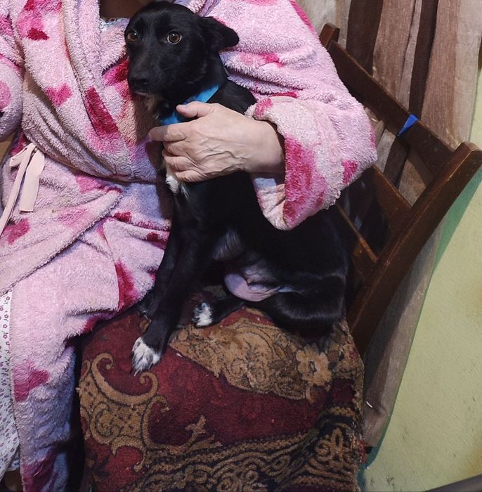 Милі щенята шукають люблячий дім