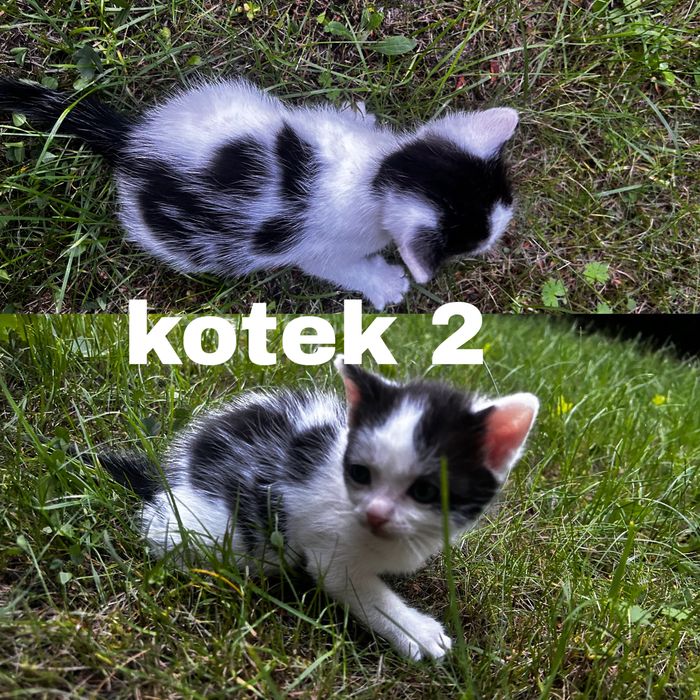 Kotki za darmo do oddania