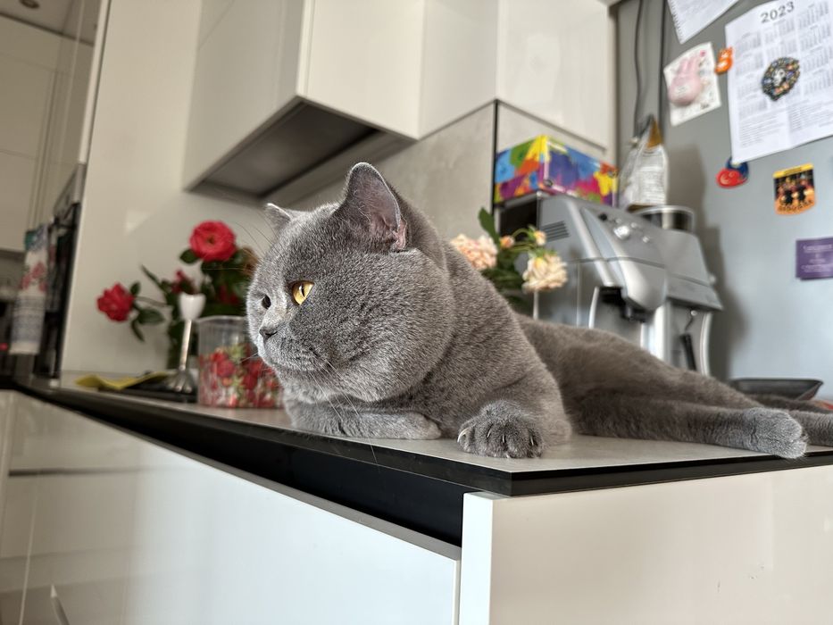 Вязка с лучшим котом Украины ! Шотландский кот прямоухий