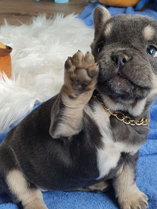 Buldog francuski/Super chlopak