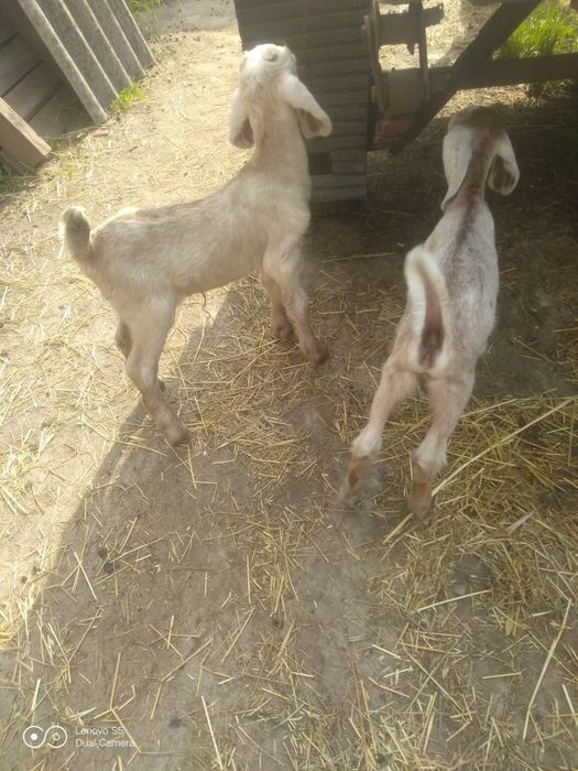 Продам козлят АН.
