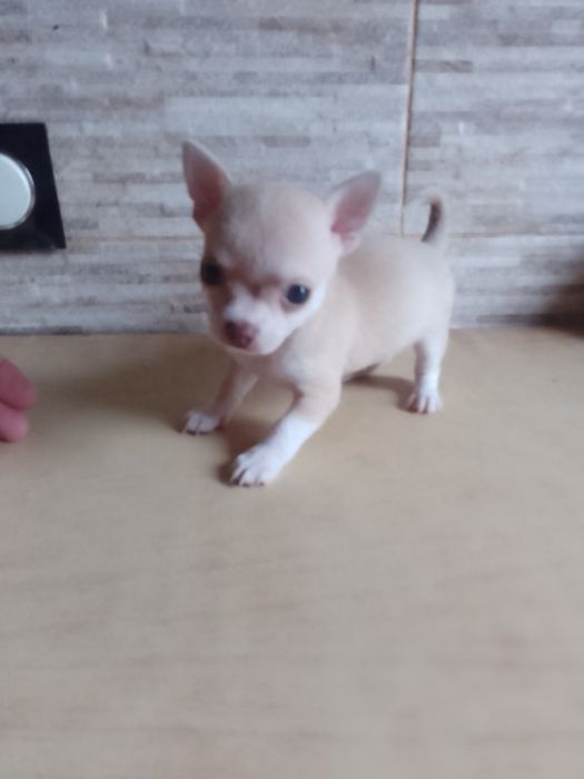 Дітки чихуахуа залишився хлопчик  і дівчинка