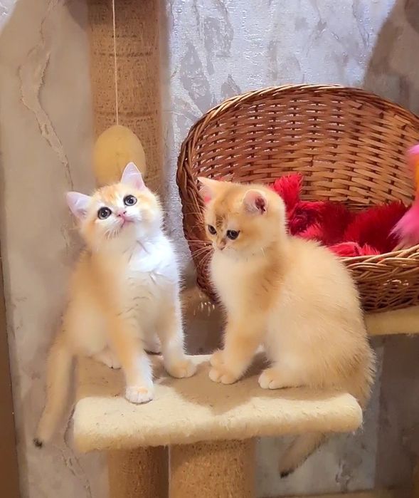 Оочень ручные и ласковые котята