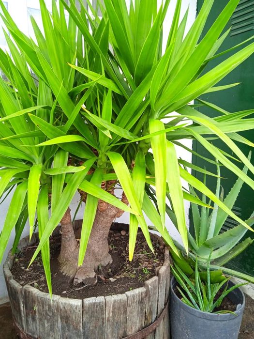 Vendo yuca grande, bonita para jardim