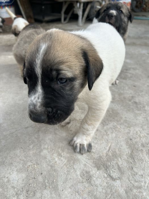 Cachorros para adopção