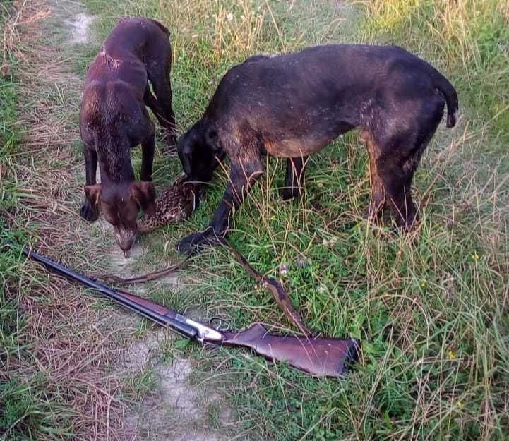 вязка курцхаар   німецька  лягава
