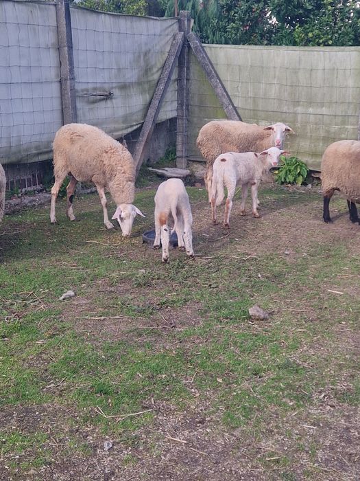 Vendo Ovelha /borrega