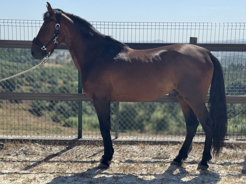 Cavalo cruzado, montado, 5 anos