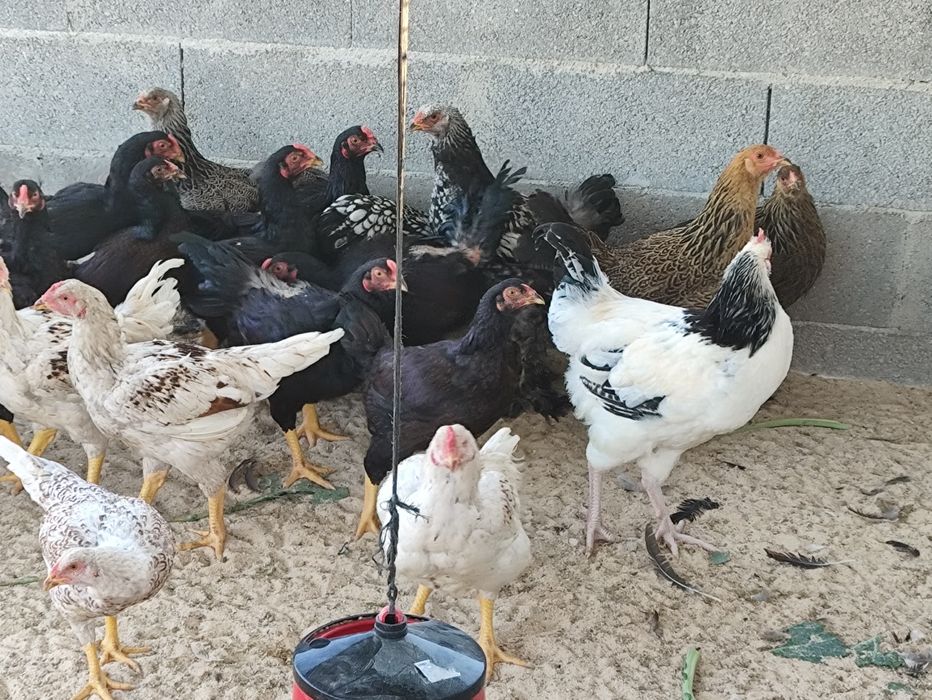 Frangos de várias raças