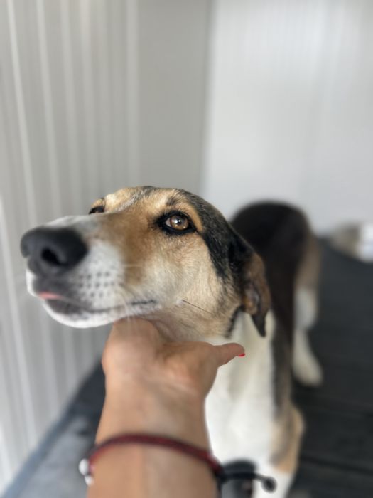 JIMMY - cao porte medio para adocao