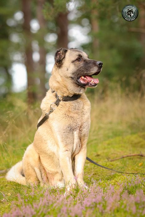 Hektor , około 4 letni kangal do adopcji z fundacji