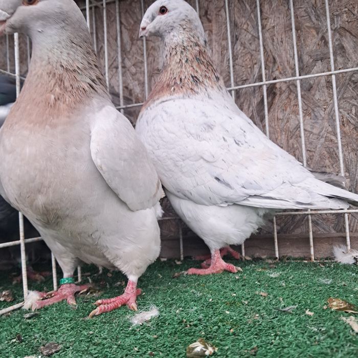 Gigant giganty możliwy transport