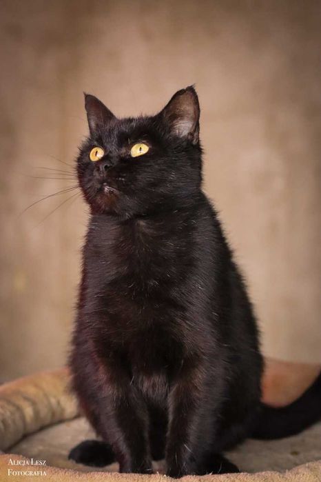 Magia – elegancka kocia dama o złotym sercu pragnie miłości