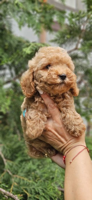 Мальчики мальтипу 2.5мес