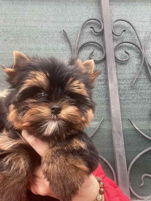 Йорк,мини девочка