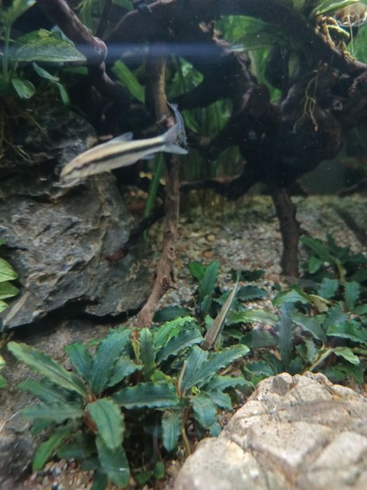 Kosiarka Kosiarki na glony