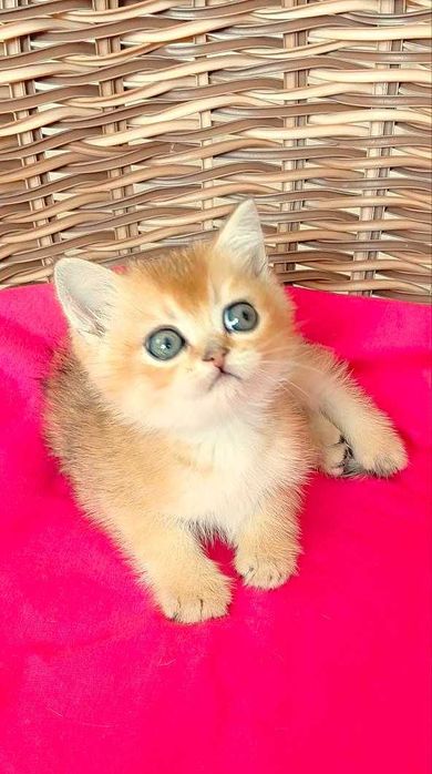 Шотландские котята (ЗОЛОТАЯ ШИНШИЛЛА)