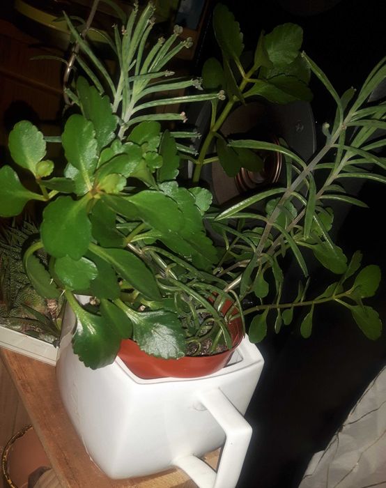 trzy gatunki kalanchoe plus peperomia na wymianę