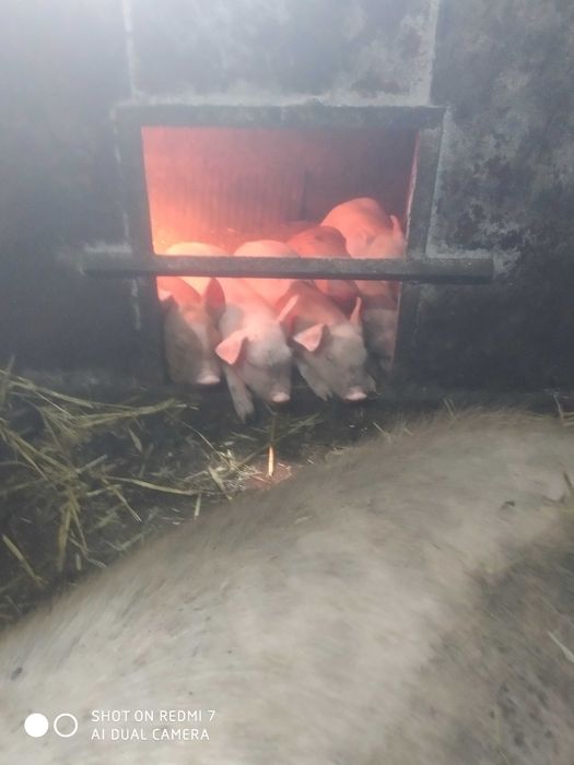 Продам поросят..