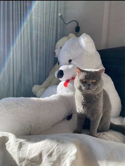 Шотландские вислоухие котята