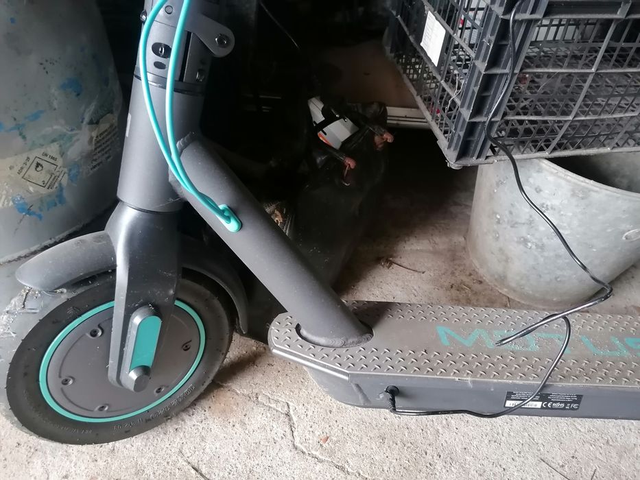 Hulajnoga Morus Scotty 10 Lite 2022 350 W
