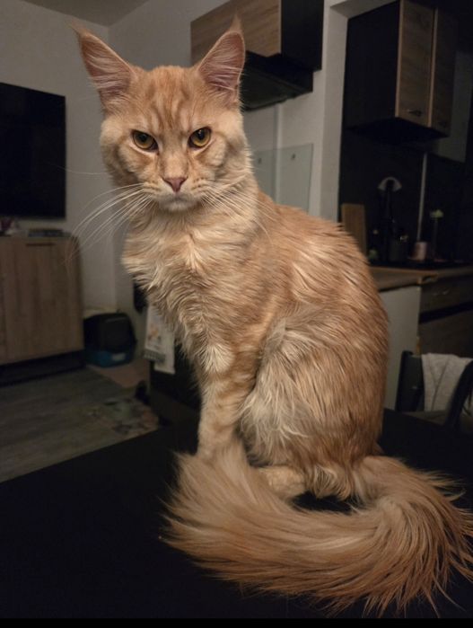 ZAREZERWOWANY. Maine Coon kocurek Boston