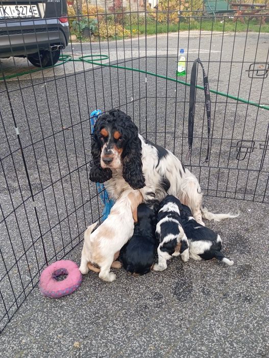 Suczka Cocker spaniel angielski