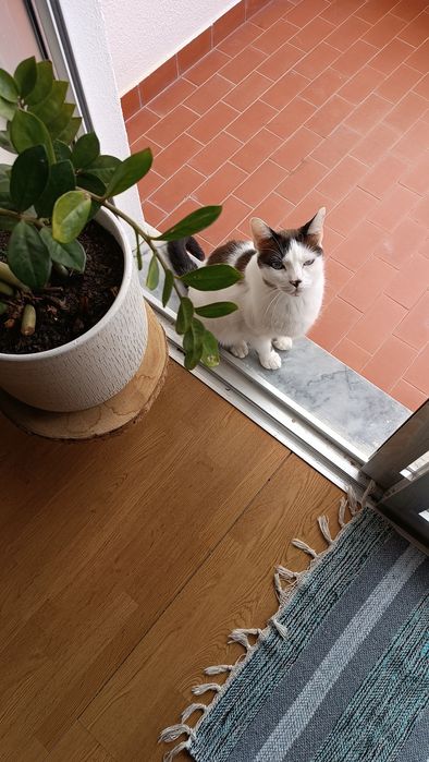 Doação 3 gatos castrados