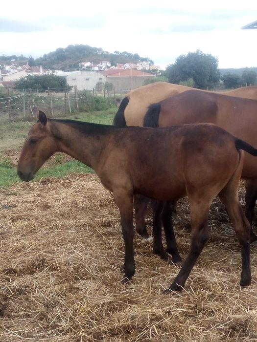 Poldro puro sangue lusitano