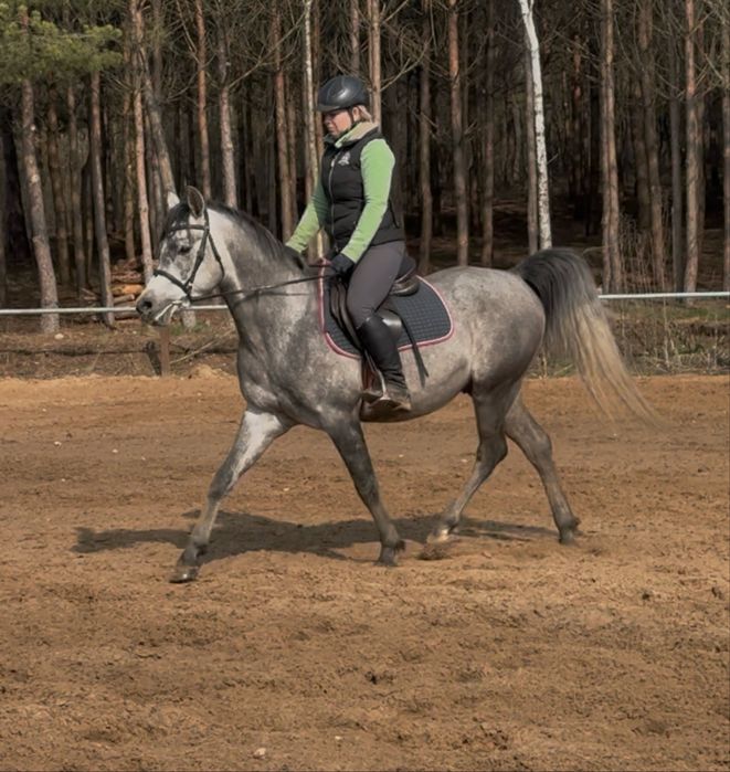 Wałach Siwy, ujeżdżony
